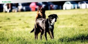 how old should male dog be to breed