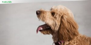 how to help dogs breed for the first time