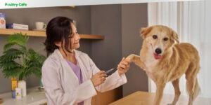 how to treat dog leg pain after vaccination