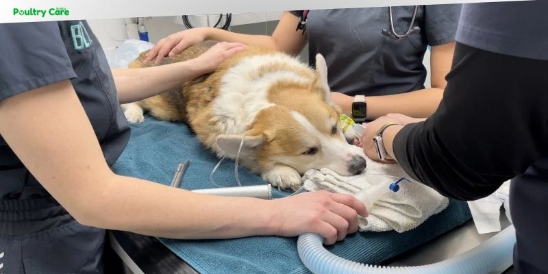 is dog dental cleaning safe