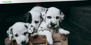 is it illegal to breed dogs