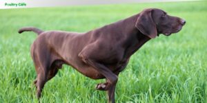 is porter a dog breed