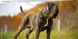 what breed is the strongest dog