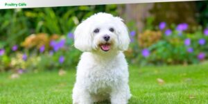 what breed of dog does not shed