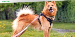 what breed of dog has a curly tail