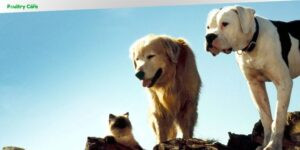 what breed of dog is chance in homeward bound