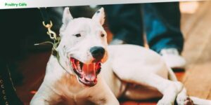what breed of dogs are banned in the uk