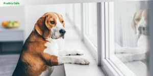 what dog breed has the worst anxiety