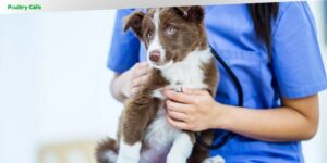what dog breeds are sensitive to lepto vaccine