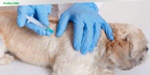 what is 5 in 1 vaccine for dogs