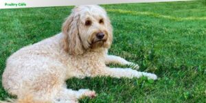 what is a double doodle dog breed