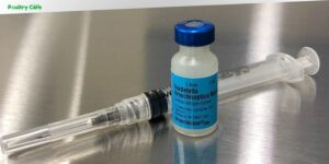 what is bordetella vaccine for dogs