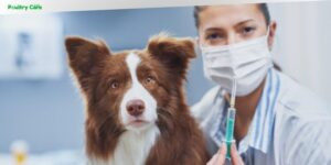 what is da2pp vaccine for dogs