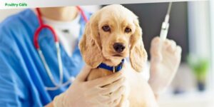 what is da2ppv vaccine for dogs