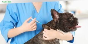 what is dappl vaccine for dogs