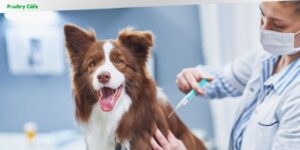 what is dhlpp vaccine for dogs