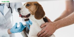 what is dhlppc vaccine for dogs
