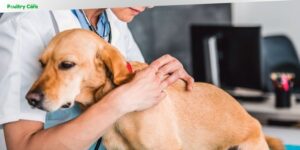 what is diabetic disc for dogs