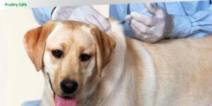 what is distemper vaccine for dogs