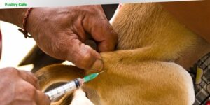 what is in a 5 in 1 dog vaccine