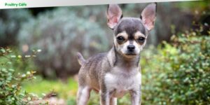 what is the cheapest dog breed