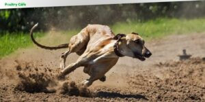 what is the fastest dog breed