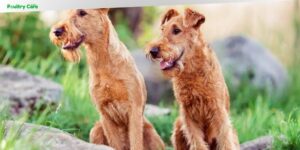 what is the least expensive dog breed