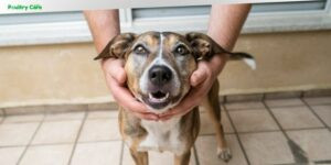 what is the most stubborn dog breed
