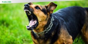 what is the most vicious breed of dog