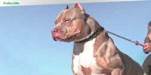 what is the strongest dog breed in the world