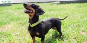 what is the worst dog breed