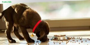 what to feed a diabetic dog