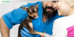 what vaccines do dogs need for boarding