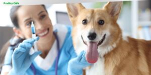 what vaccines do dogs need yearly
