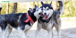 when can a male dog breed