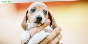 when do small breed dogs stop growing