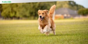 when is a male dog too old to breed