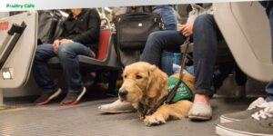 are dogs allowed on trains