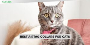 best airtag collars for cats