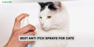 best anti itch sprays for cats