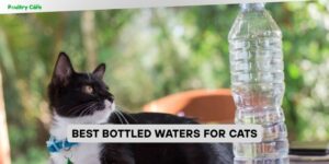 best bottled waters for cats