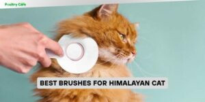 best brushes for himalayan cat