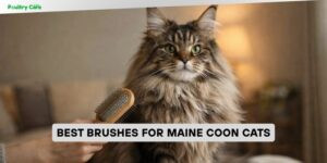 best brushes for maine coon cats