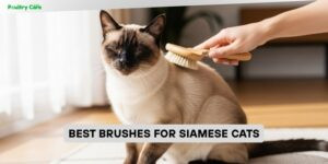 best brushes for siamese cats