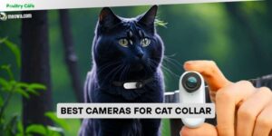 best cameras for cat collar