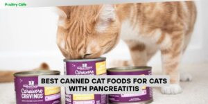 best canned cat foods for cats with pancreatitis