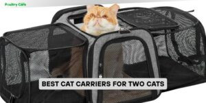 best cat carriers for two cats