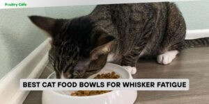 best cat food bowls for whisker fatigue