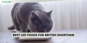 best cat foods for british shorthair