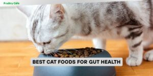 best cat foods for gut health